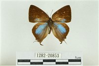 藏品(褐翅青灰蝶)的圖片