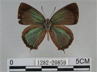 藏品(臺灣榿翠灰蝶)的圖片