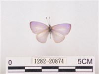 藏品(嫵琉灰蝶)的圖片