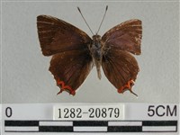 藏品(紫日灰蝶)的圖片