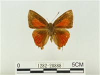 藏品(玳灰蝶)的圖片