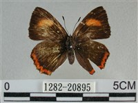 藏品(紫日灰蝶)的圖片