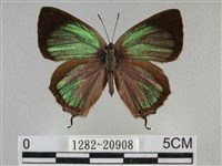 藏品(臺灣榿翠灰蝶)的圖片