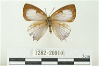 藏品(漣紋青灰蝶)的圖片