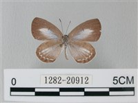 藏品(靛色琉灰蝶)的圖片