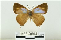 藏品(黃閃翠灰蝶)的圖片