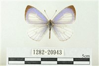 藏品(白斑嫵琉灰蝶)的圖片