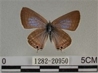 藏品(豆波灰蝶)的圖片