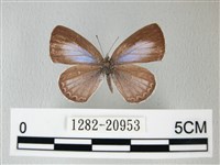 藏品(細邊琉灰蝶)的圖片
