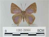 藏品(綠灰蝶埔里亞種)的圖片