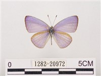 藏品(嫵琉灰蝶)的圖片