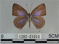 藏品(雅波灰蝶)的圖片