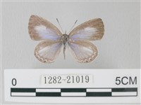 藏品(靛色琉灰蝶)的圖片