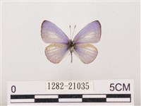 藏品(嫵琉灰蝶)的圖片