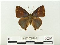 藏品(燕灰蝶)的圖片