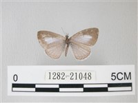 藏品(細邊琉灰蝶)的圖片