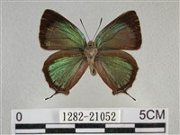 藏品(臺灣榿翠灰蝶)的圖片