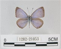 藏品(靛色琉灰蝶)的圖片