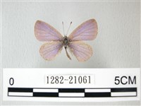 藏品(細邊琉灰蝶)的圖片