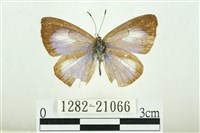 藏品(白紋琉灰蝶)的圖片