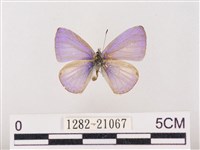 藏品(嫵琉灰蝶)的圖片