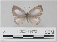 藏品(靛色琉灰蝶)的圖片