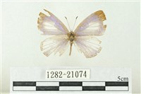 藏品(白斑嫵琉灰蝶)的圖片