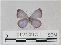 藏品(靛色琉灰蝶)的圖片