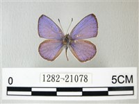 藏品(細邊琉灰蝶)的圖片