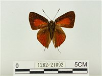 藏品(玳灰蝶)的圖片