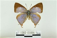 藏品(白腹青灰蝶)的圖片