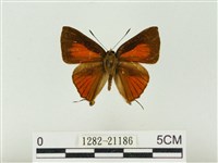 藏品(玳灰蝶)的圖片