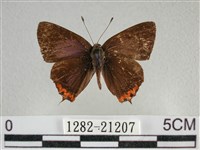 藏品(紫日灰蝶)的圖片