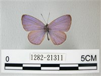 藏品(細邊琉灰蝶)的圖片