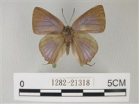 藏品(綠灰蝶埔里亞種)的圖片