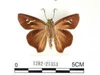 藏品(長翅弄蝶)的圖片