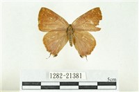 藏品(堇彩燕灰蝶)的圖片