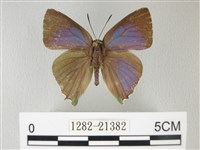 藏品(綠灰蝶埔里亞種)的圖片