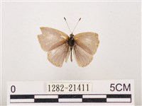 藏品(嫵琉灰蝶)的圖片