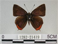 藏品(紫日灰蝶)的圖片