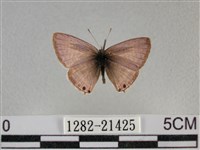 藏品(豆波灰蝶)的圖片