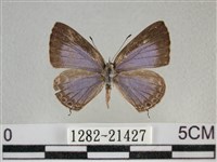 藏品(雅波灰蝶)的圖片