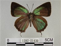 藏品(臺灣榿翠灰蝶)的圖片