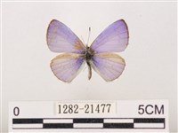 藏品(嫵琉灰蝶)的圖片