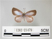 藏品(細邊琉灰蝶)的圖片