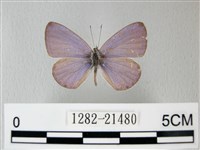 藏品(細邊琉灰蝶)的圖片