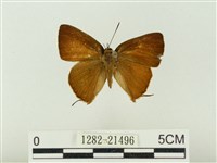 藏品(玳灰蝶)的圖片