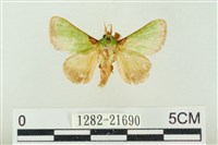 藏品(素木綠刺蛾)的圖片