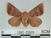 藏品(眉原褐刺蛾)的圖片