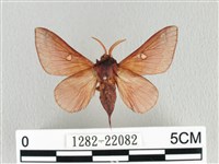 藏品(月斑枯葉蛾)的圖片